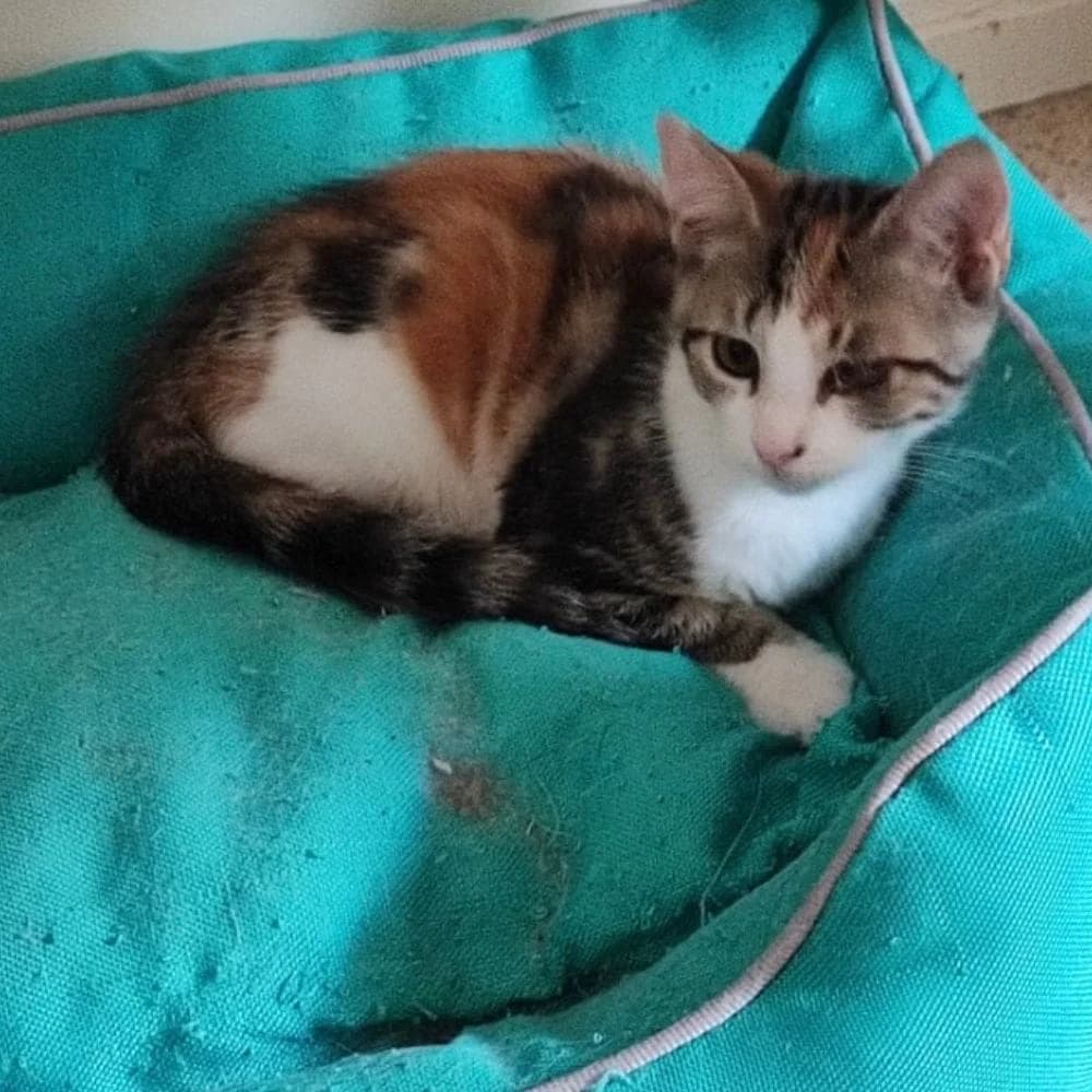 Tiara, Mixed Breed for adoption at Les Chachous de Chacha, les chachous de chacha