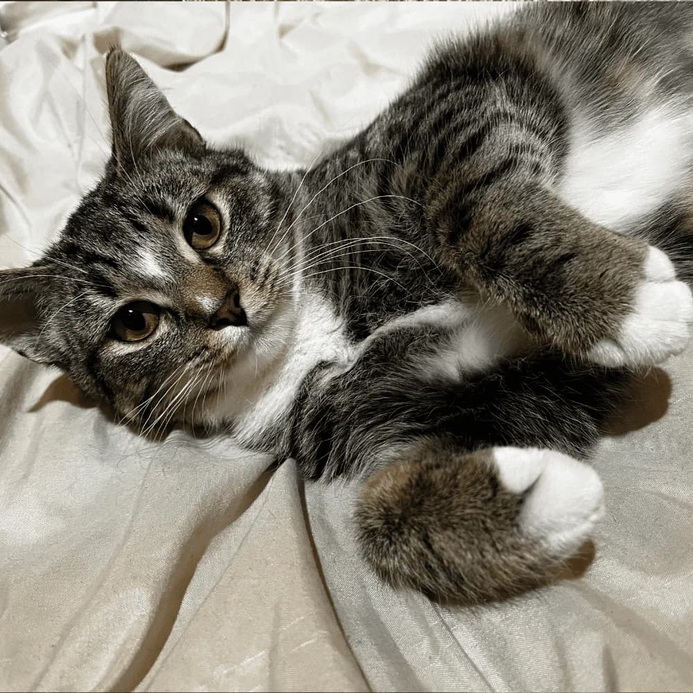 Timie, Mixed Breed for adoption at Les Chachous de Chacha, les chachous de chacha