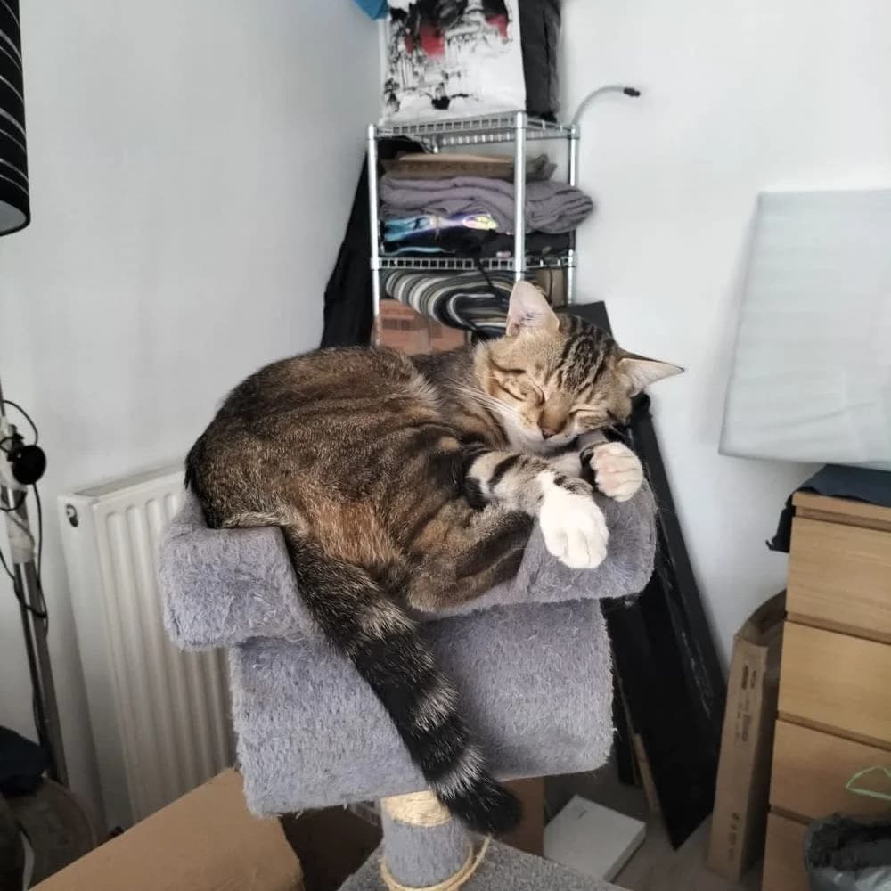 Titou, Mixed Breed for adoption at Les Chachous de Chacha, les chachous de chacha