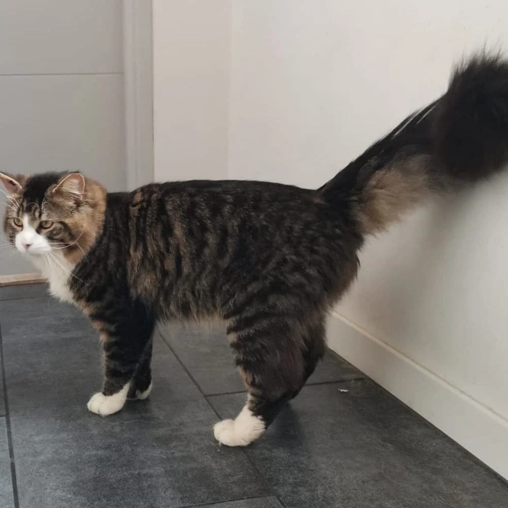 Titus, Mixed Breed for adoption at Les Chachous de Chacha, les chachous de chacha