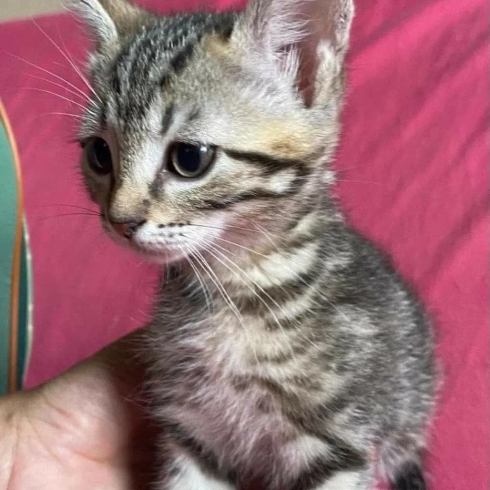 Tokyo, Mixed Breed for adoption at Les Chachous de Chacha, les chachous de chacha