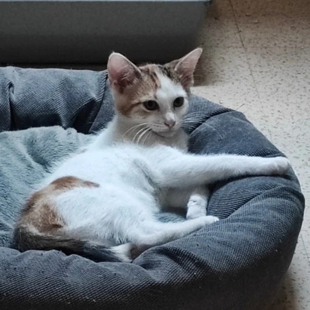 Tong, Mixed Breed for adoption at Les Chachous de Chacha, les chachous de chacha