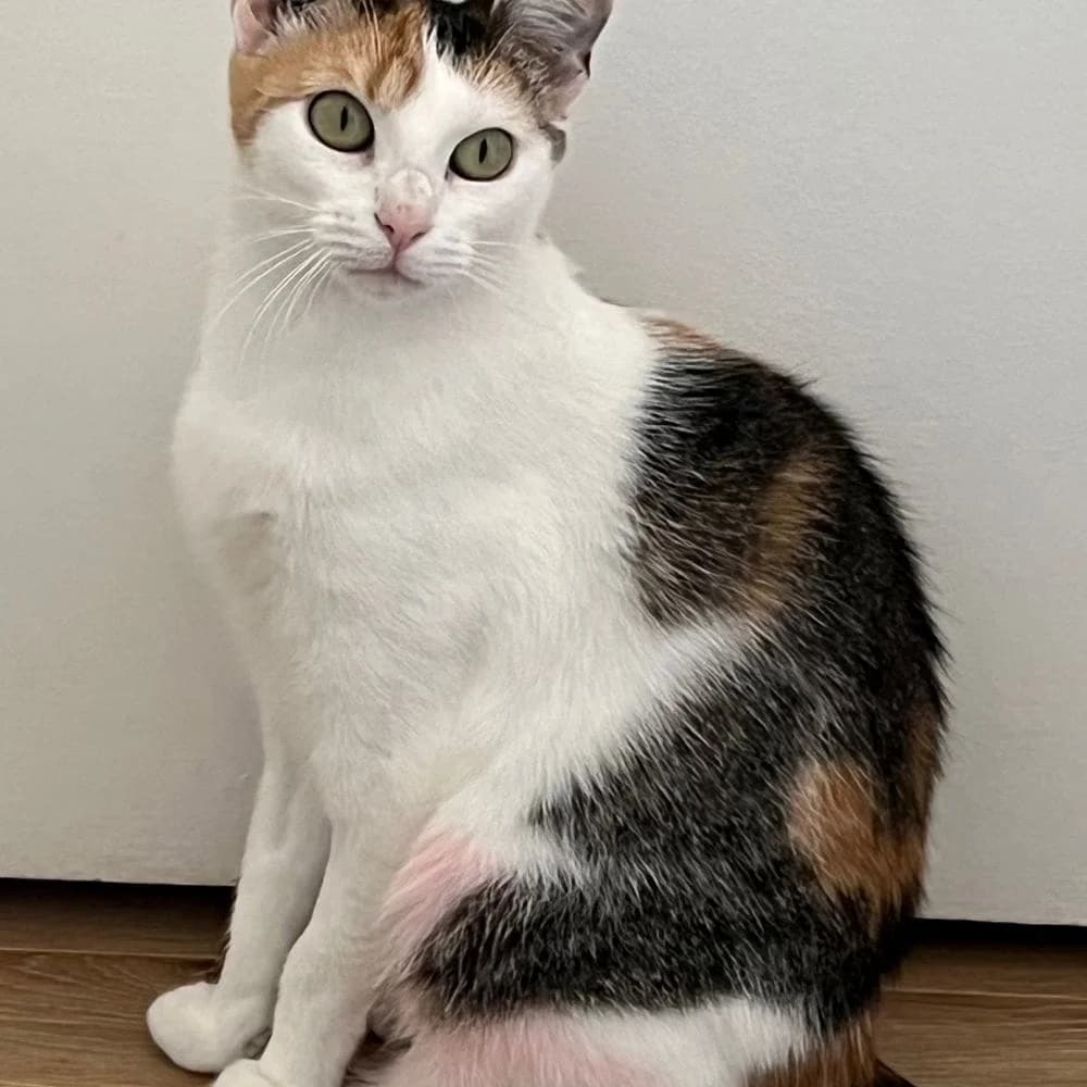 Topaze, Mixed Breed for adoption at Les Chachous de Chacha, les chachous de chacha