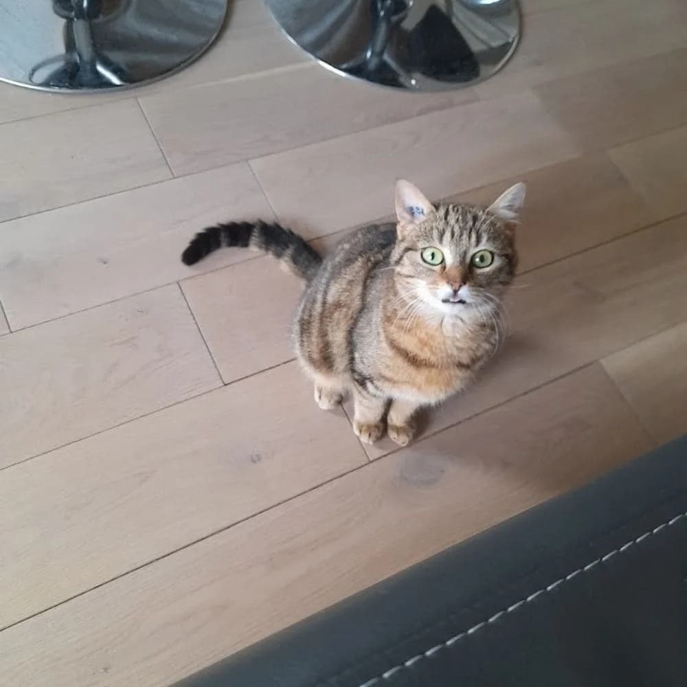 Trinka, Mixed Breed for adoption at Les Chachous de Chacha, les chachous de chacha