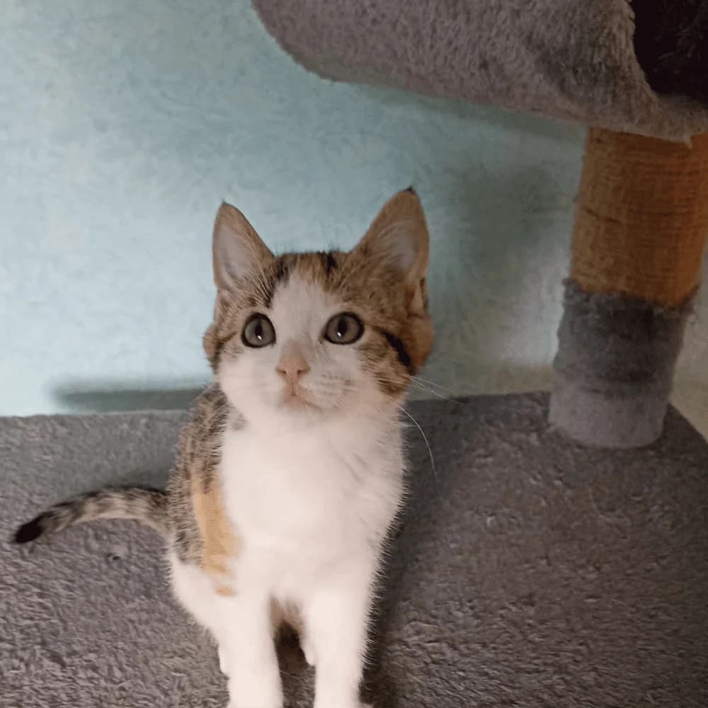 Trio, Mixed Breed for adoption at Les Chachous de Chacha, les chachous de chacha