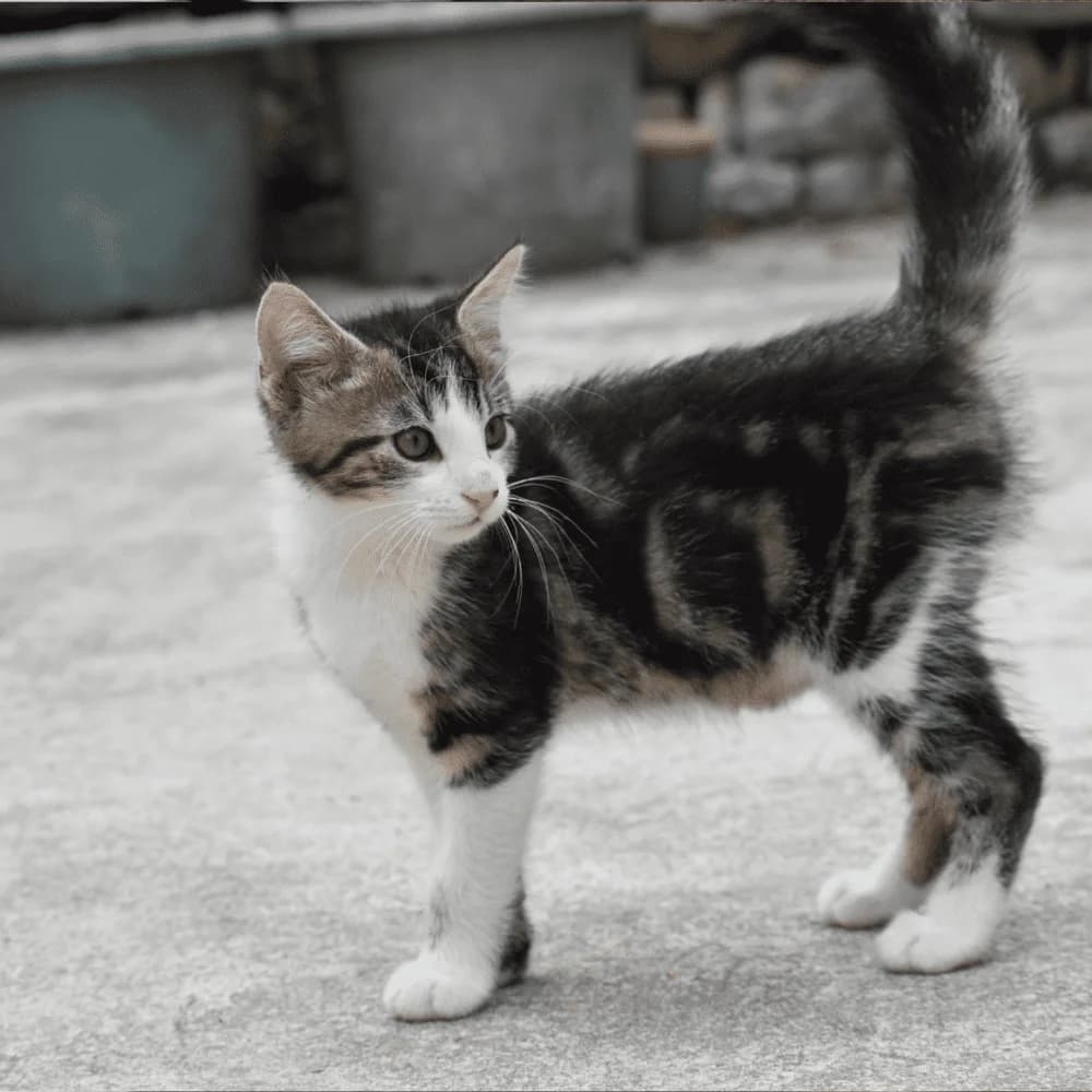 Tsingtao, puppy Mixed Breed for adoption at Les Chachous de Chacha, les chachous de chacha