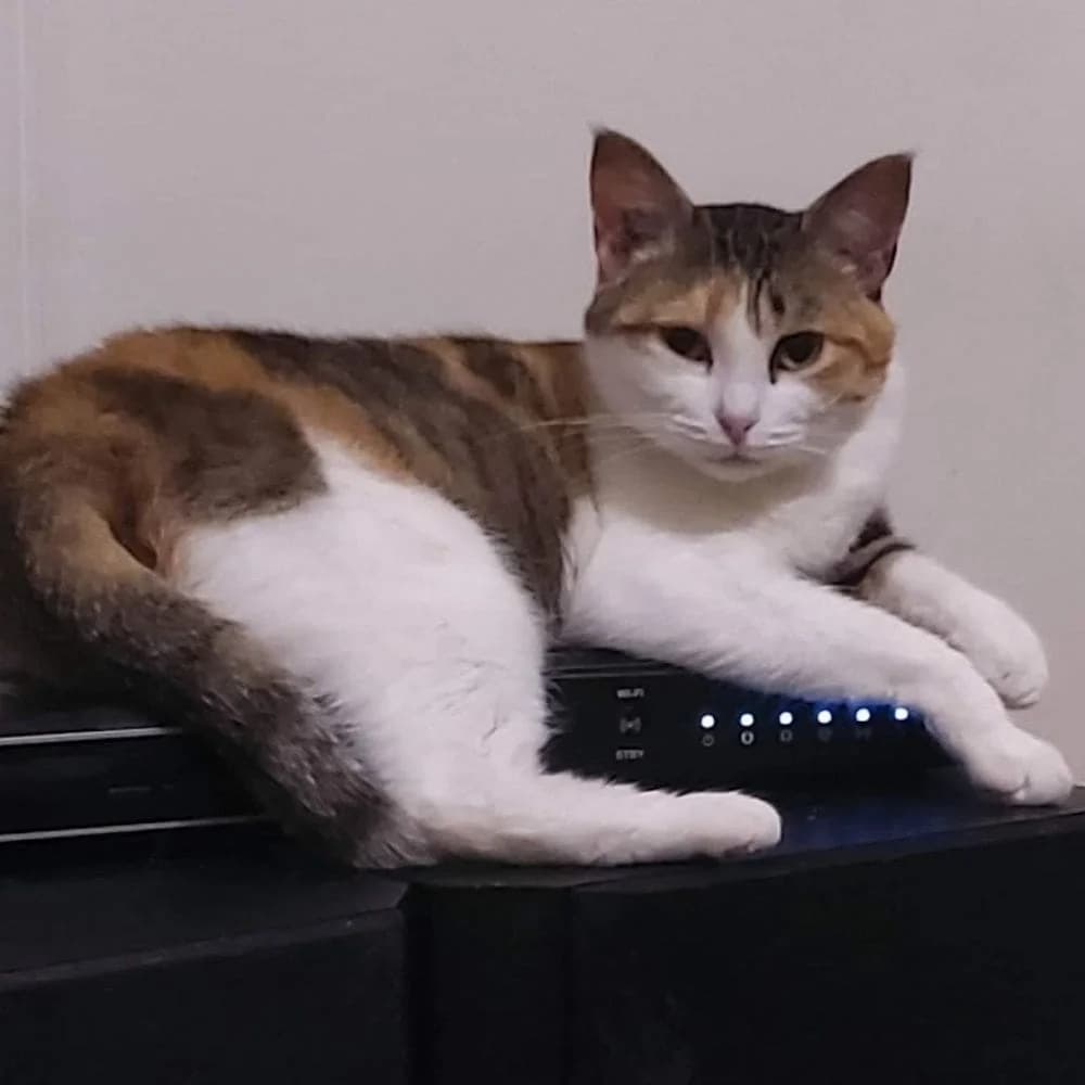 Tulipe, Mixed Breed for adoption at Les Chachous de Chacha, les chachous de chacha