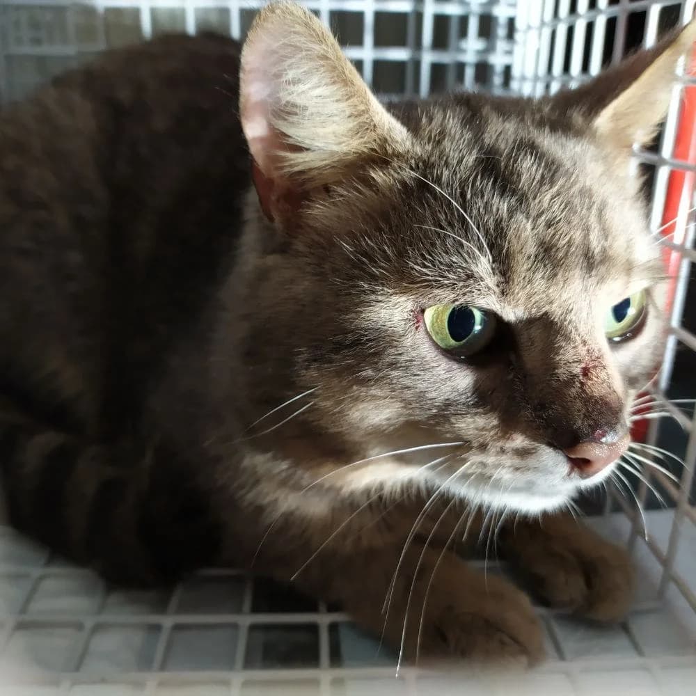 Twist, Mixed Breed for adoption at Les Chachous de Chacha, les chachous de chacha