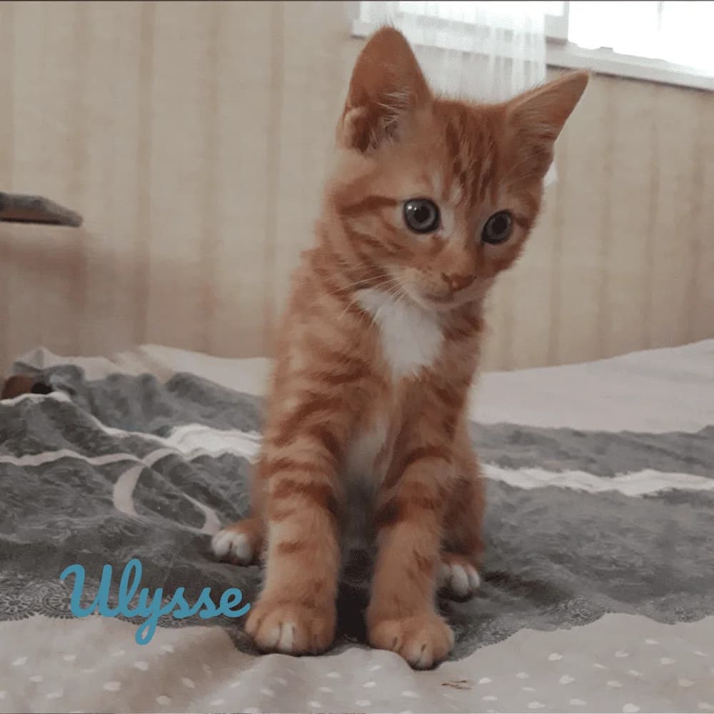 Ulysse, puppy Mixed Breed for adoption at Les Chachous de Chacha, les chachous de chacha