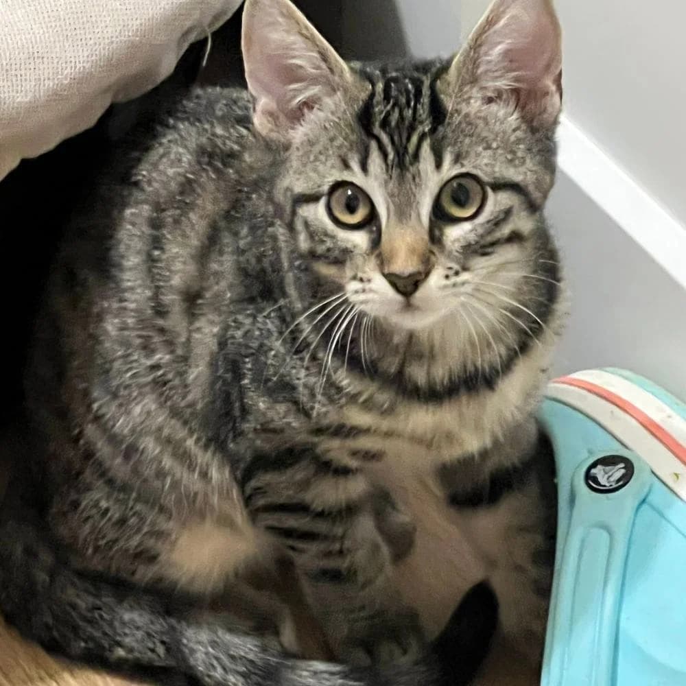 Violette, Mixed Breed for adoption at Les Chachous de Chacha, les chachous de chacha