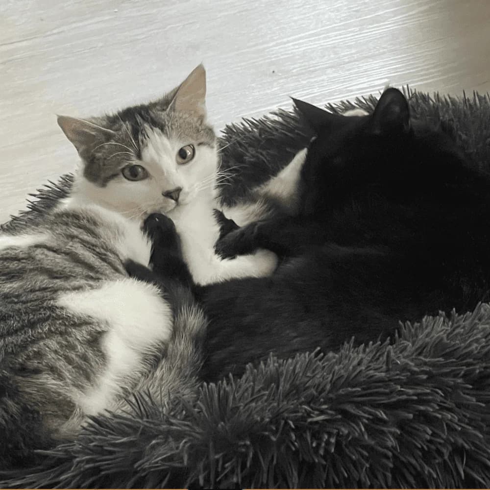 Watson, Mixed Breed for adoption at Les Chachous de Chacha, les chachous de chacha