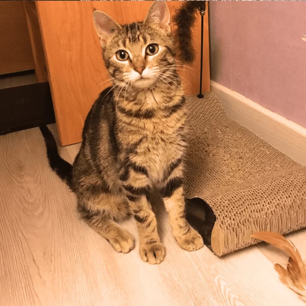 Wendy, Mixed Breed for adoption at Les Chachous de Chacha, les chachous de chacha