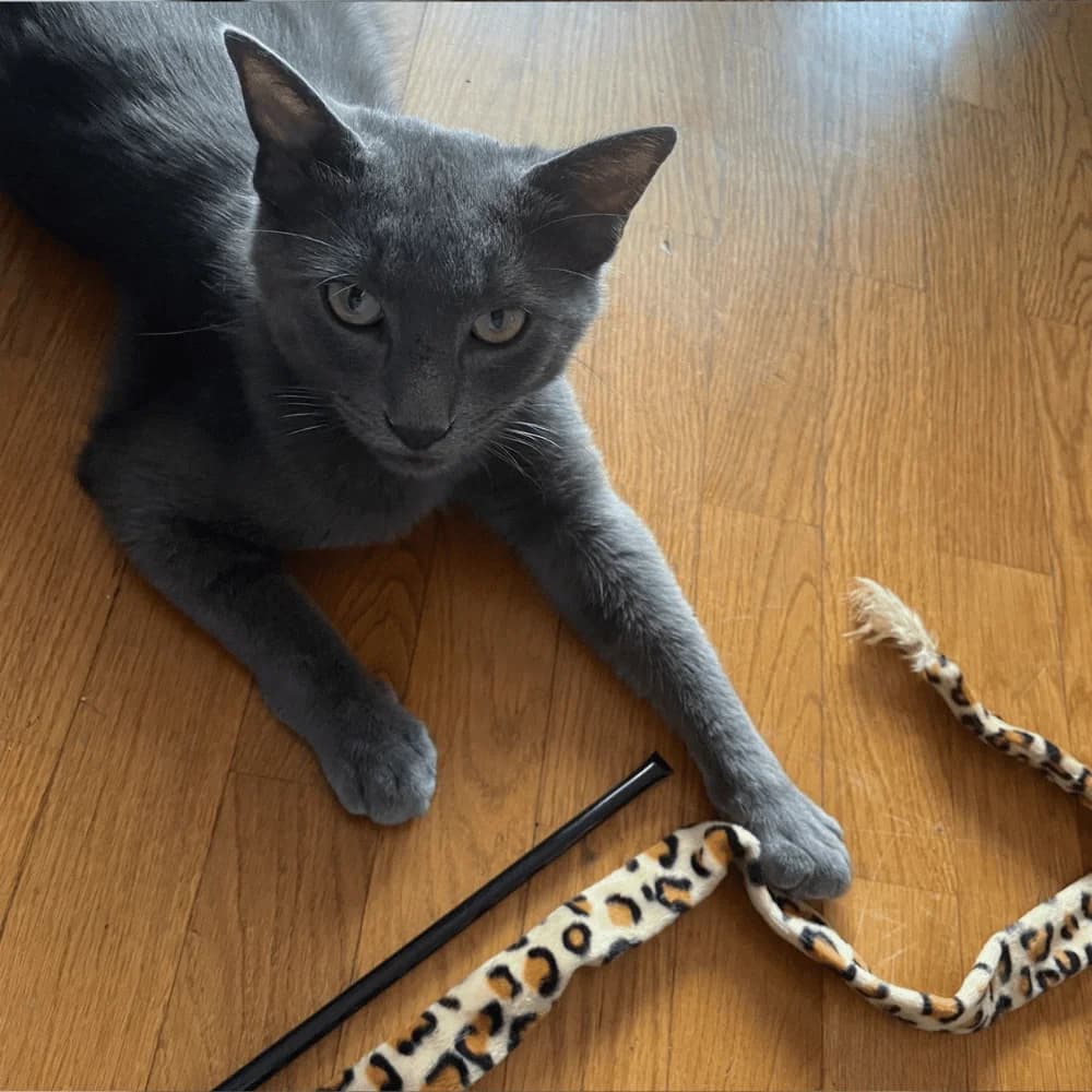 Will, Mixed Breed for adoption at Les Chachous de Chacha, les chachous de chacha