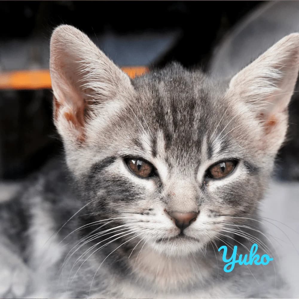 Yuko, Mixed Breed for adoption at Les Chachous de Chacha, les chachous de chacha
