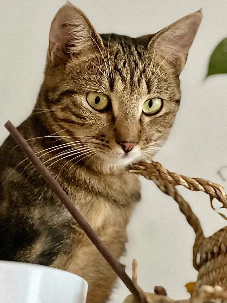 SAVANNAH, male young Mixed Breed for adoption at description