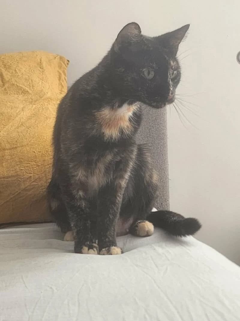 NOISETTE, female Mixed Breed for adoption at description