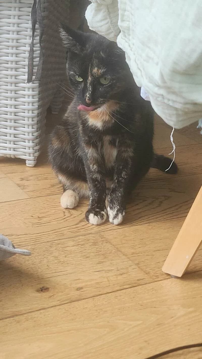 NOISETTE, female Mixed Breed for adoption at description