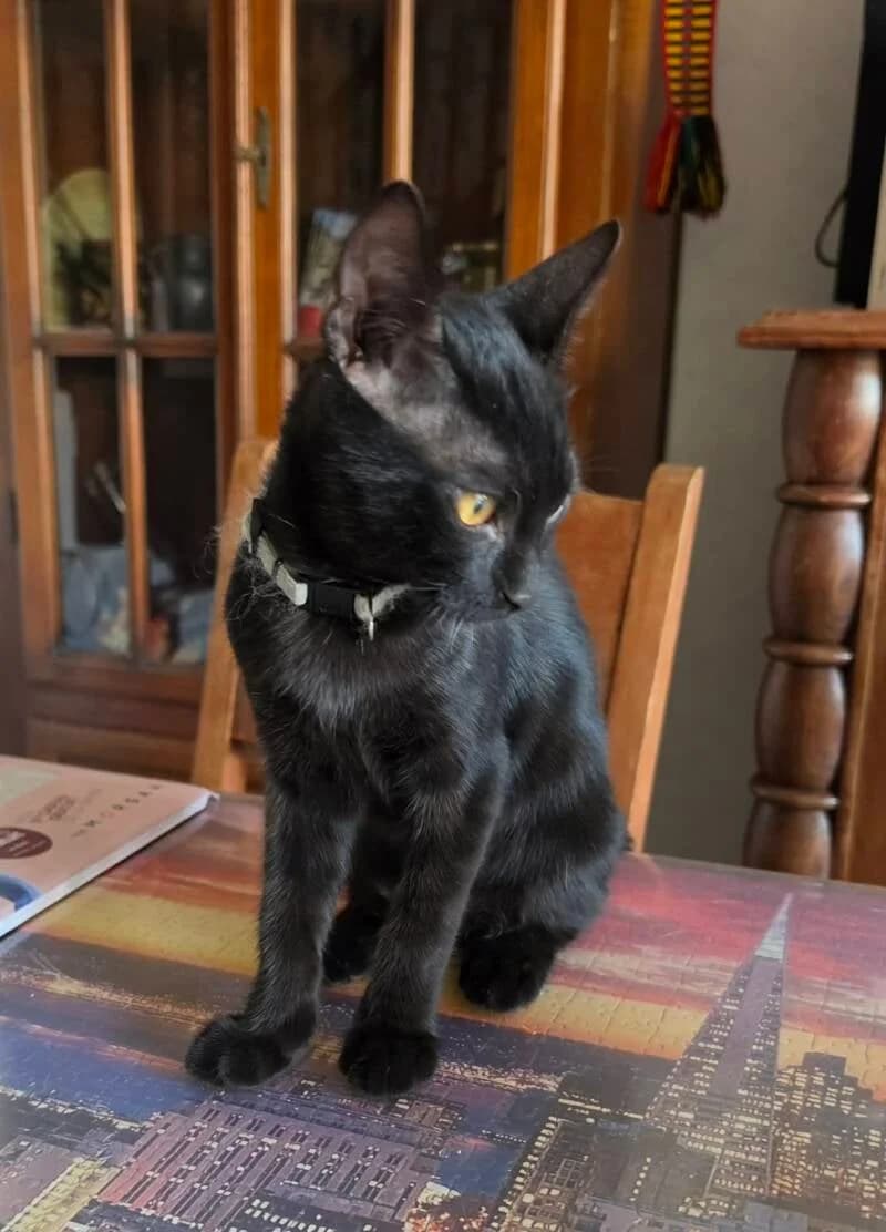 ARCHIE (m), male Mixed Breed for adoption at description