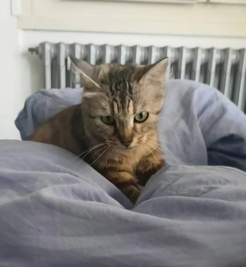 PENELOPE, female Mixed Breed for adoption at description