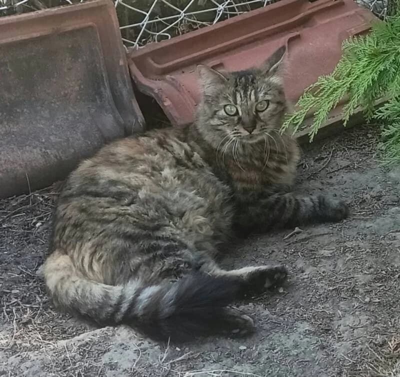 PENELOPE, female Mixed Breed for adoption at description