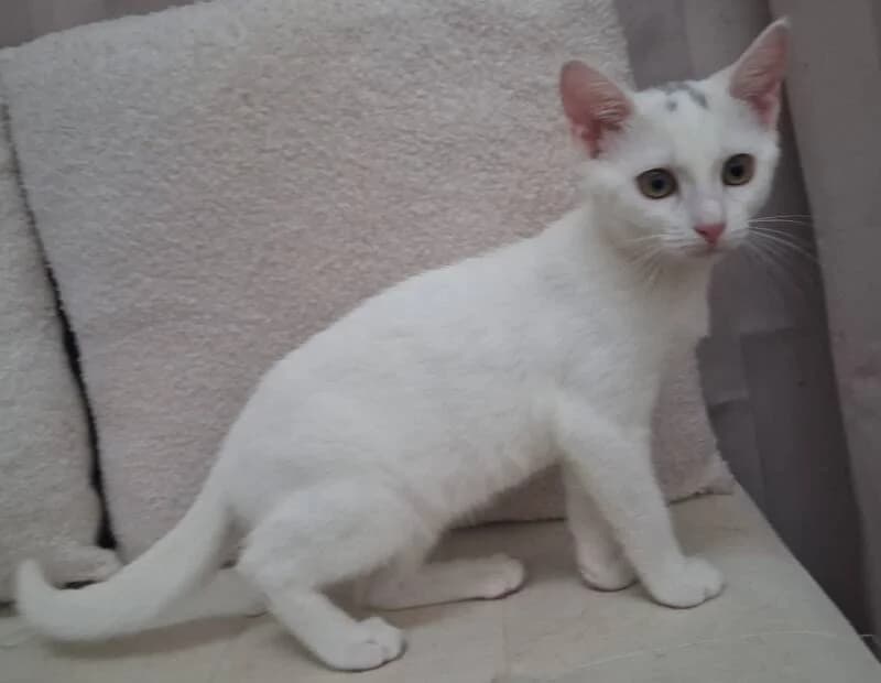 ALBA, female puppy Mixed Breed for adoption at description