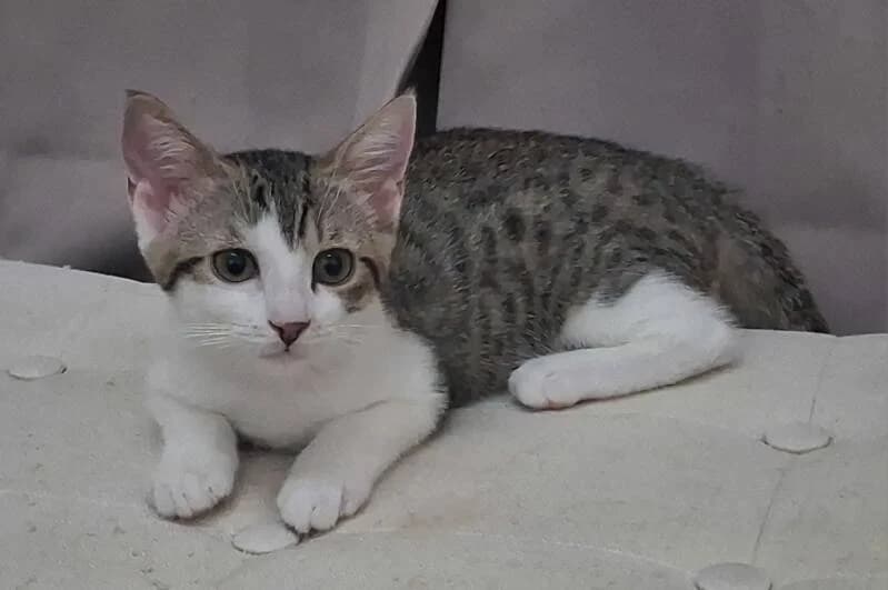 ATHENA, female puppy Mixed Breed for adoption at description