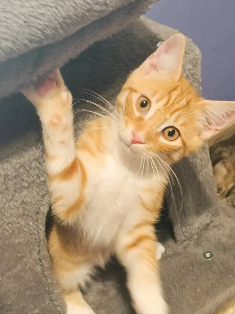 FLAMME, male Mixed Breed for adoption at description