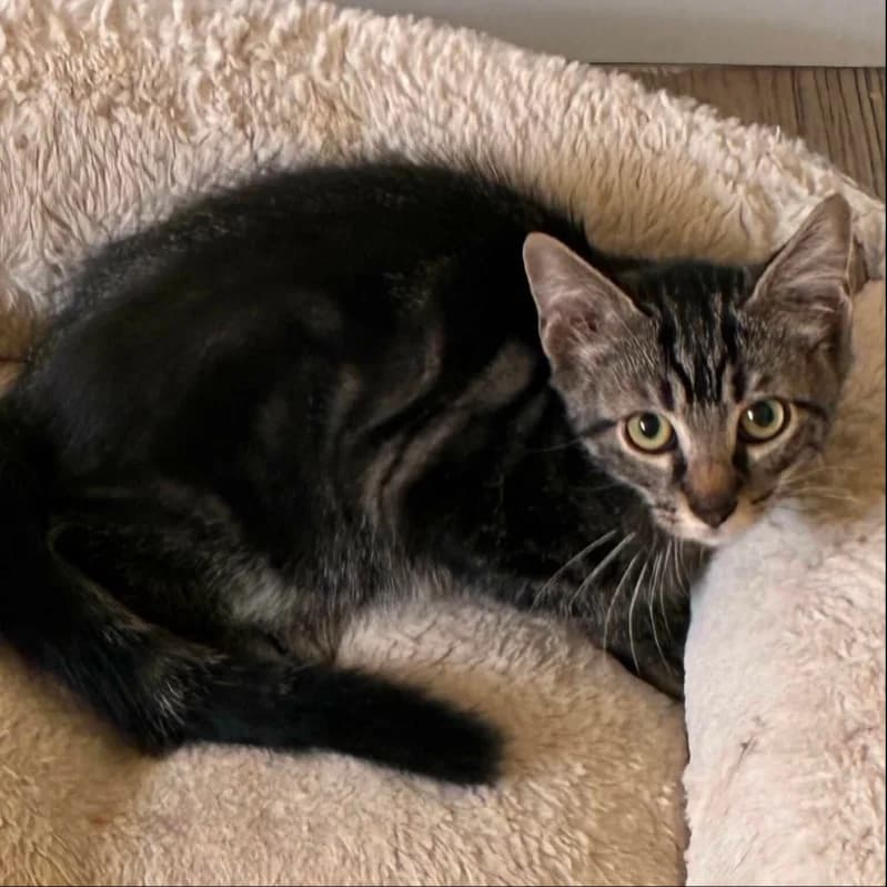 GRISOUILLE, male Mixed Breed for adoption at description