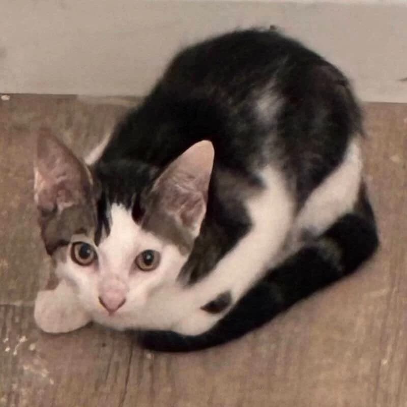 OREO, male Mixed Breed for adoption at description