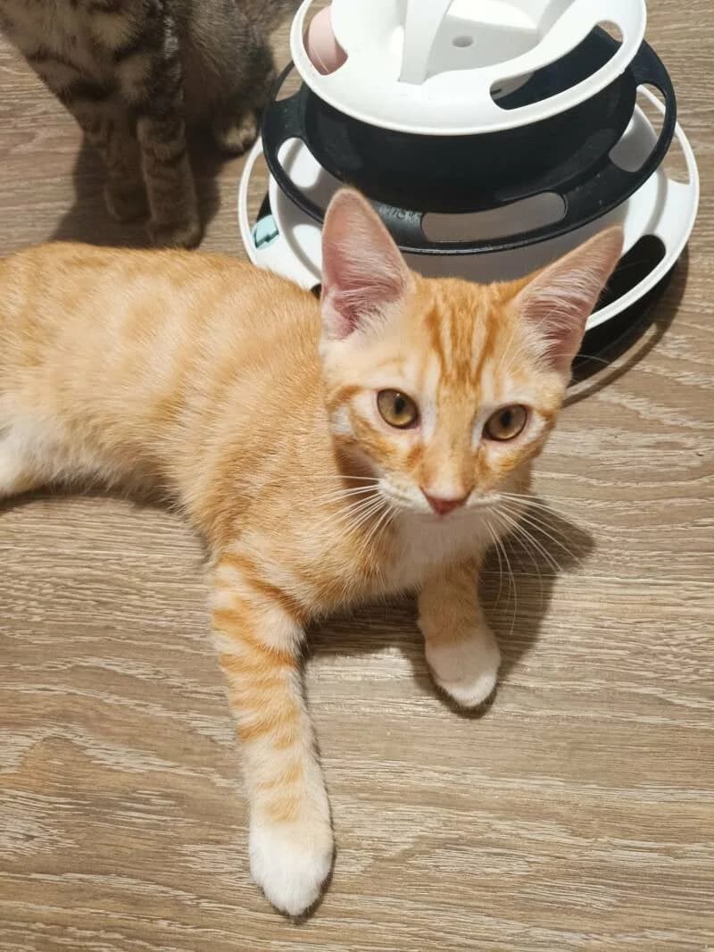 ALPHA, male Mixed Breed for adoption at description