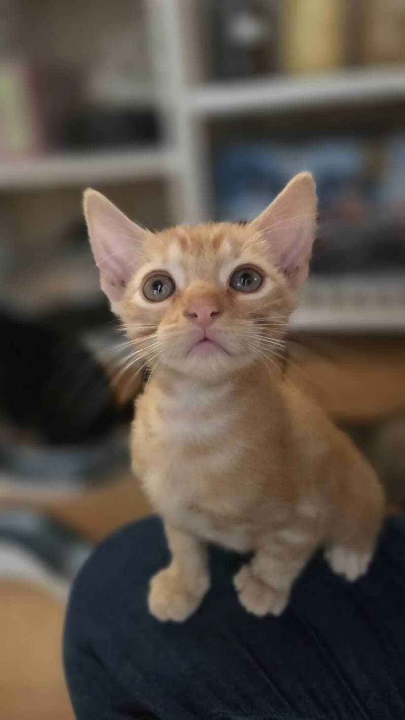 AYATI, male puppy Mixed Breed for adoption at description