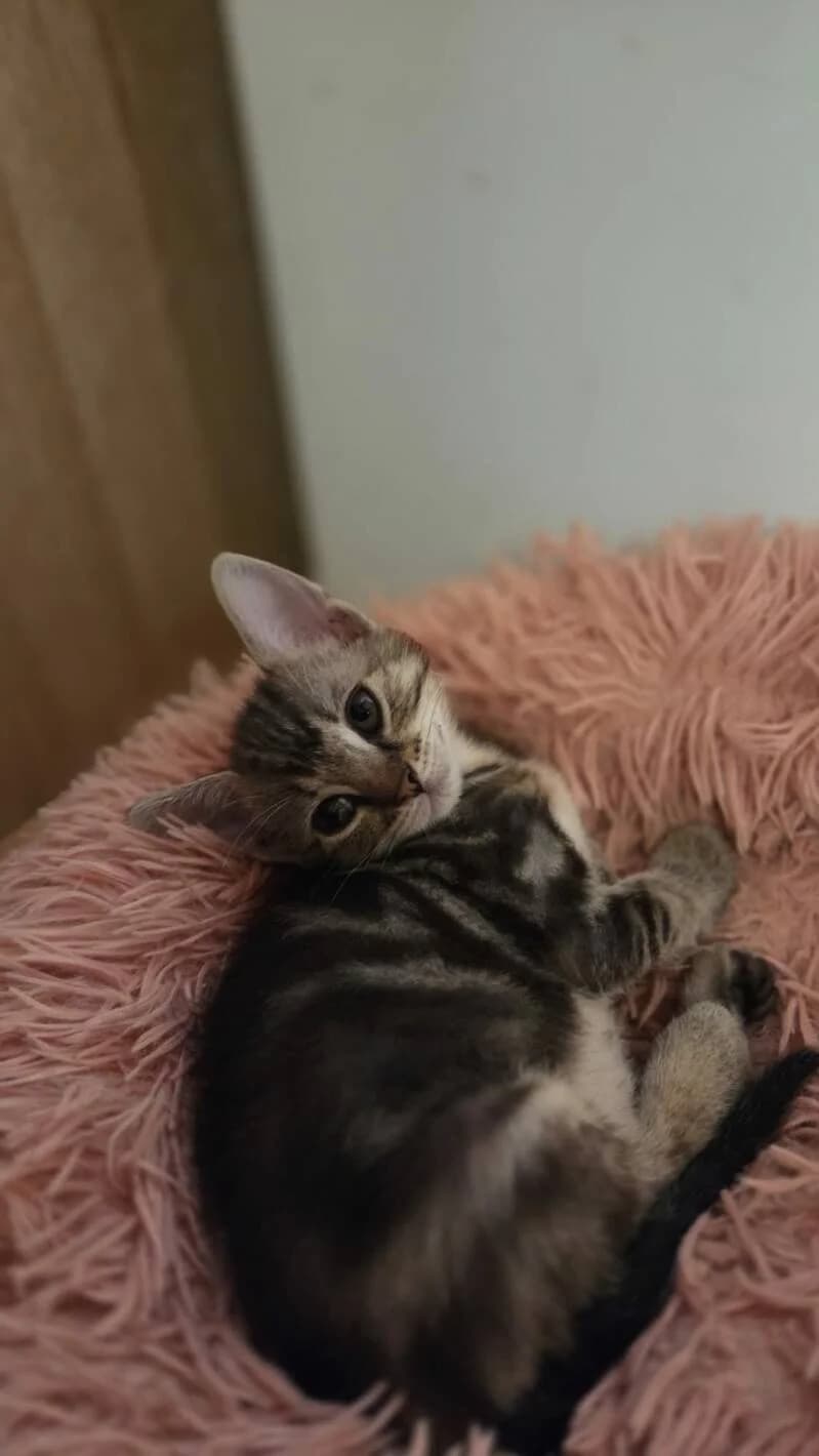 MAZU, female Mixed Breed for adoption at description