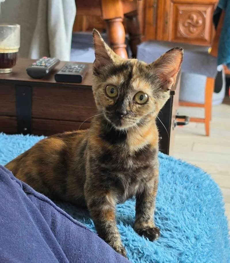 ALINTA, female puppy Mixed Breed for adoption at description