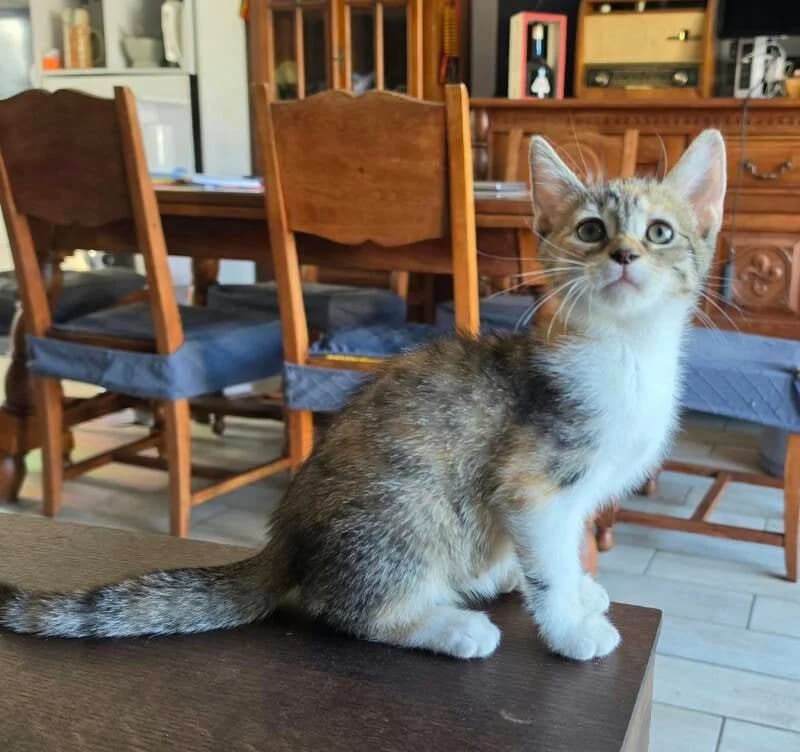 ZALHEE, female puppy Mixed Breed for adoption at description