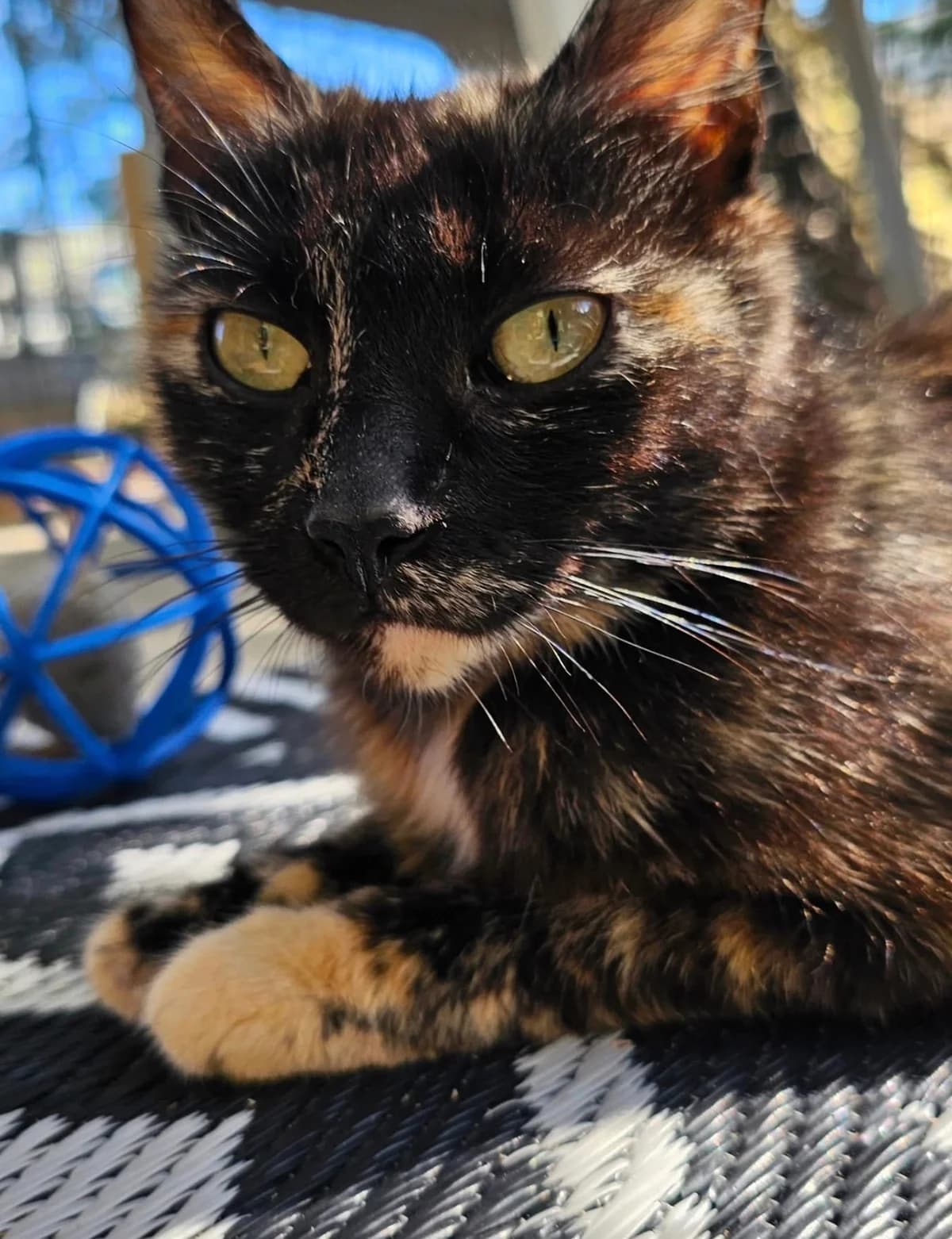 BAÏA, female young Mixed Breed for adoption at Les Chats d, Audenge