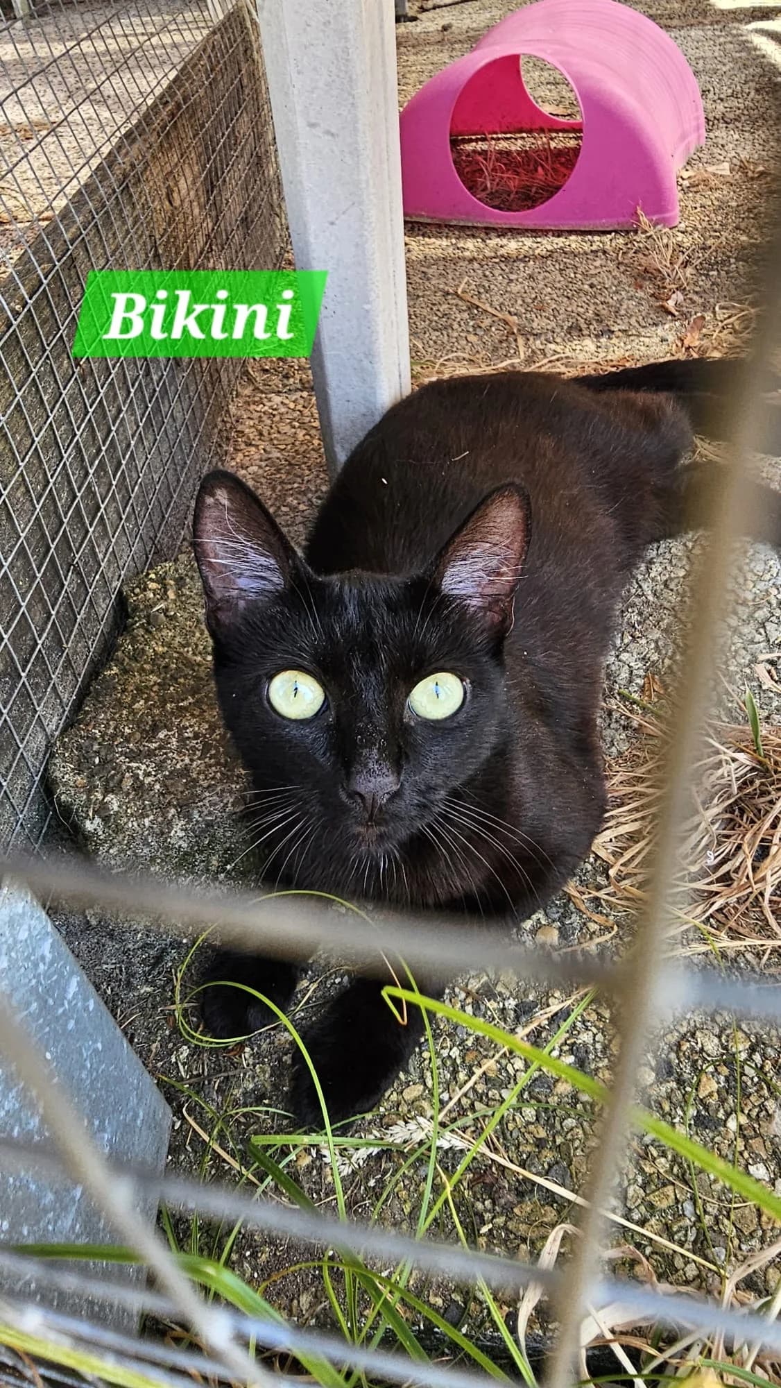 BIKINI, female Mixed Breed for adoption at Les Chats d, Audenge
