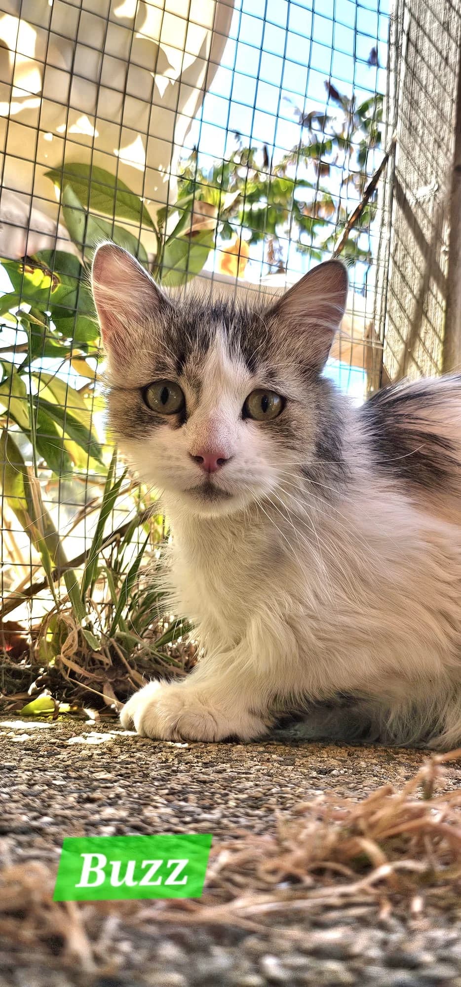 BUZZ, male young Mixed Breed for adoption at Les Chats d, Audenge