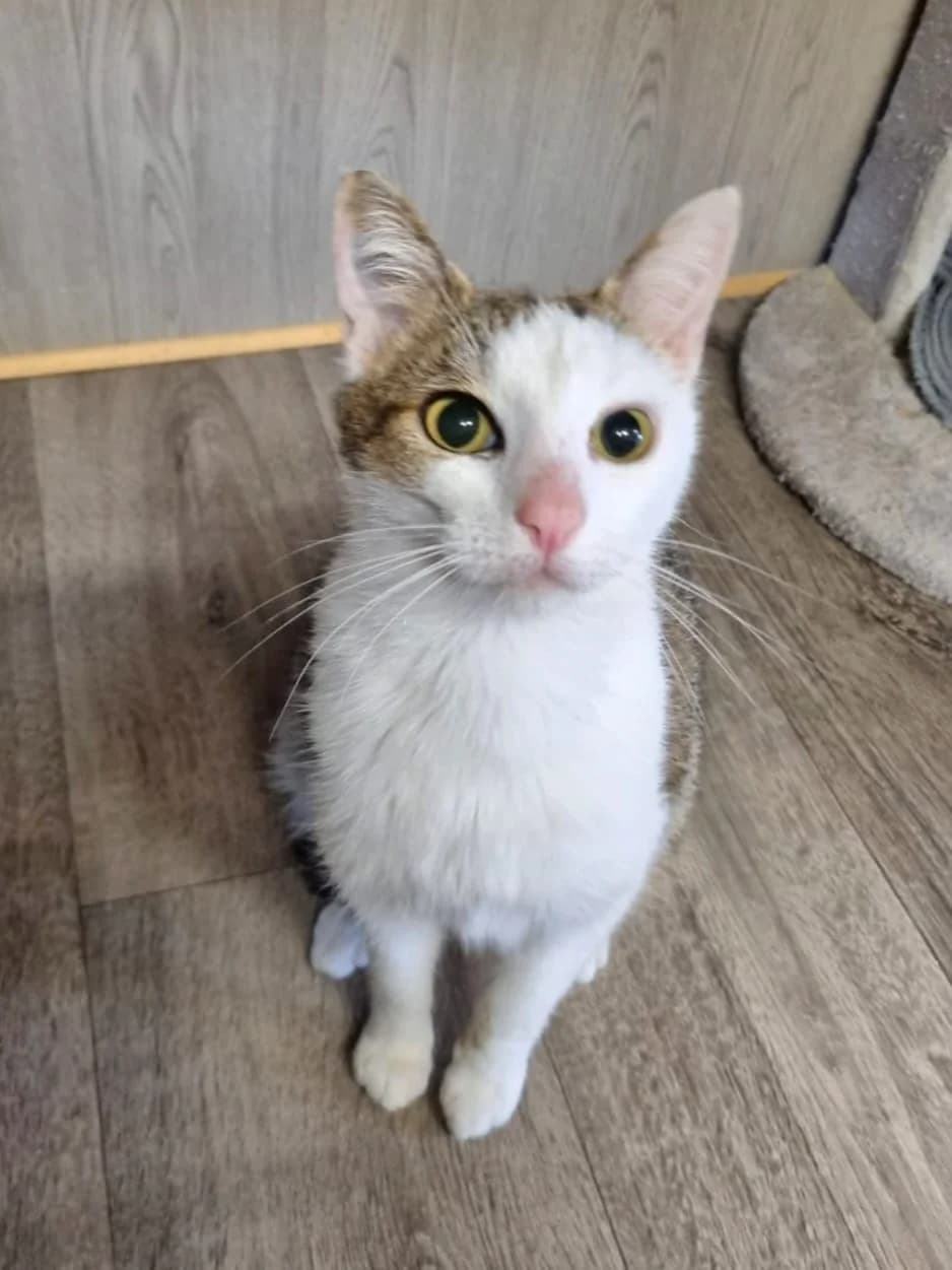 NITA, female young Mixed Breed for adoption at Les Chats d, Audenge