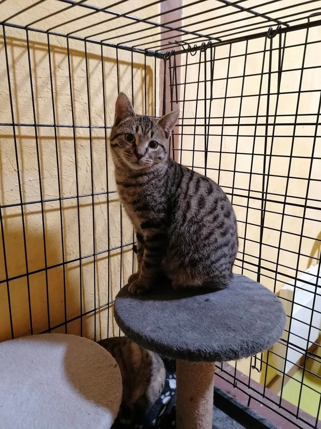 CLOCHETTE, female young Mixed Breed for adoption at Les Chats de la Clouere, les chats de la clouere
