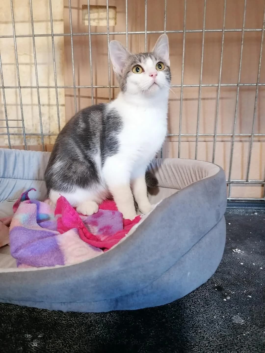 BARBIDOU, female puppy Mixed Breed for adoption at Les Chats de la Clouere, les chats de la clouere