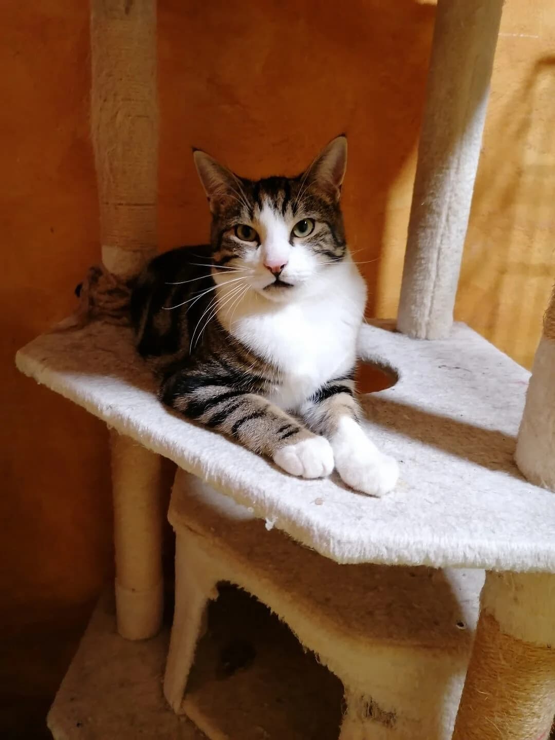 BARBIDOU, female puppy Mixed Breed for adoption at Les Chats de la Clouere, les chats de la clouere