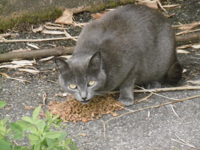 Oriana, 3yo Mixed Breed for adoption at Les Chats du hasard, Saint-Orens-de-Gameville
