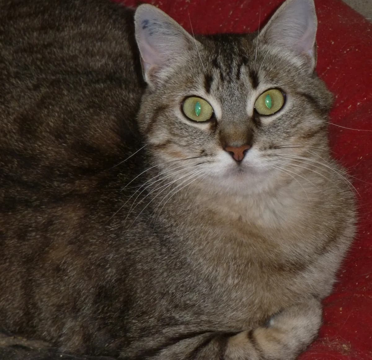 Amel, young Mixed Breed for adoption at Les Chats du hasard, Saint-Orens-de-Gameville