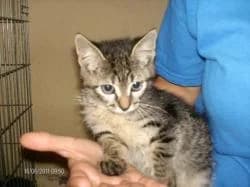 Vacciner un chat pour le protéger, puppy Mixed Breed for adoption at Les Chats du hasard, Saint-Orens-de-Gameville