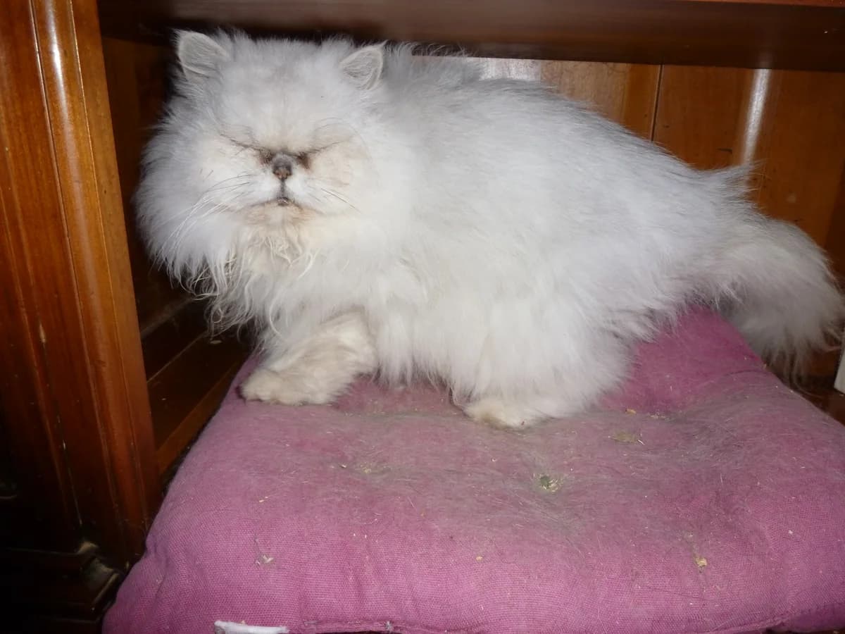 Hatie du piton des neiges, senior Mixed Breed for adoption at Les Chats du hasard, Saint-Orens-de-Gameville