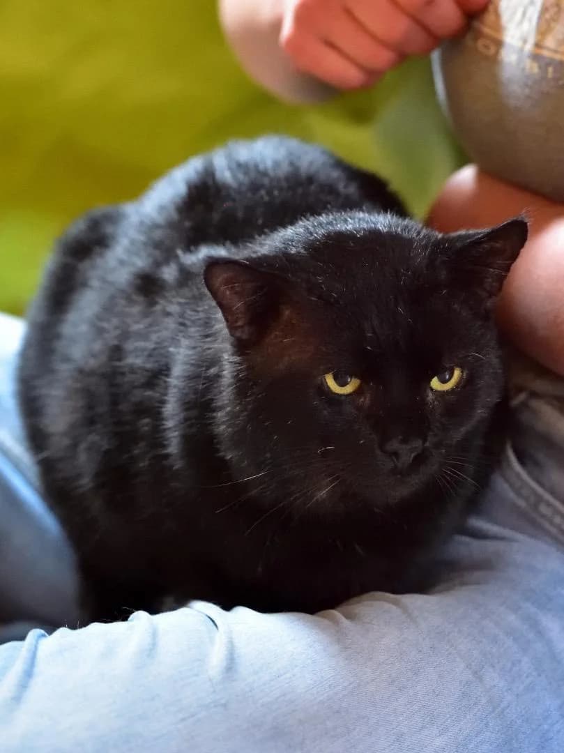 Lucius, Mixed Breed for adoption at Les Chats du Mercantour, les chats du mercantour