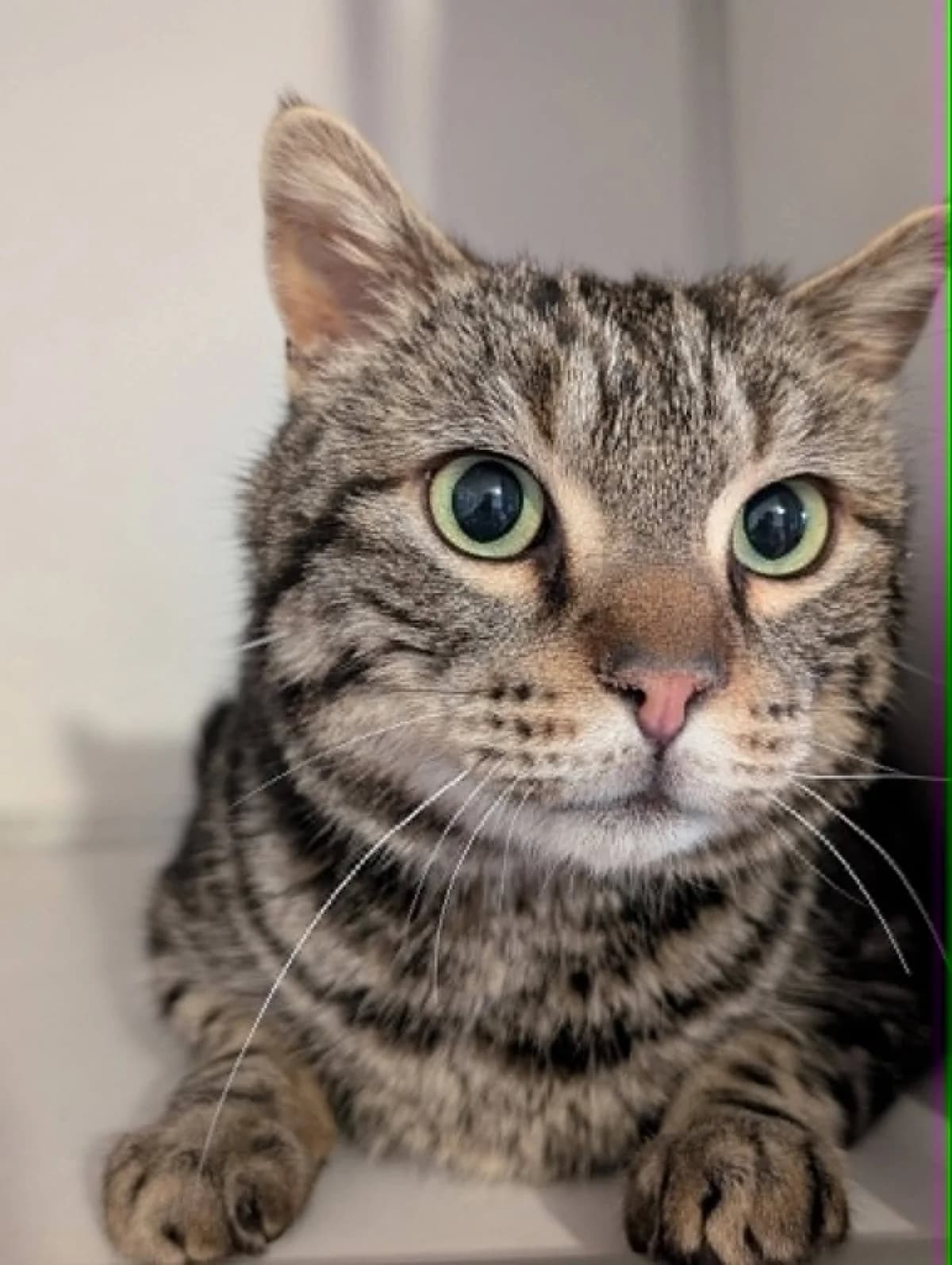 Mao, Mixed Breed for adoption at Les Chats du Mercantour, les chats du mercantour