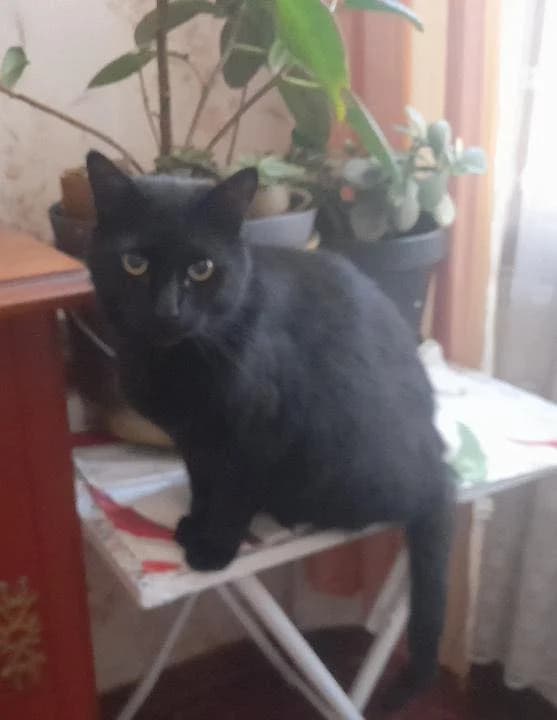 Mia et Manou, Mixed Breed for adoption at Les Chats du Mercantour, les chats du mercantour