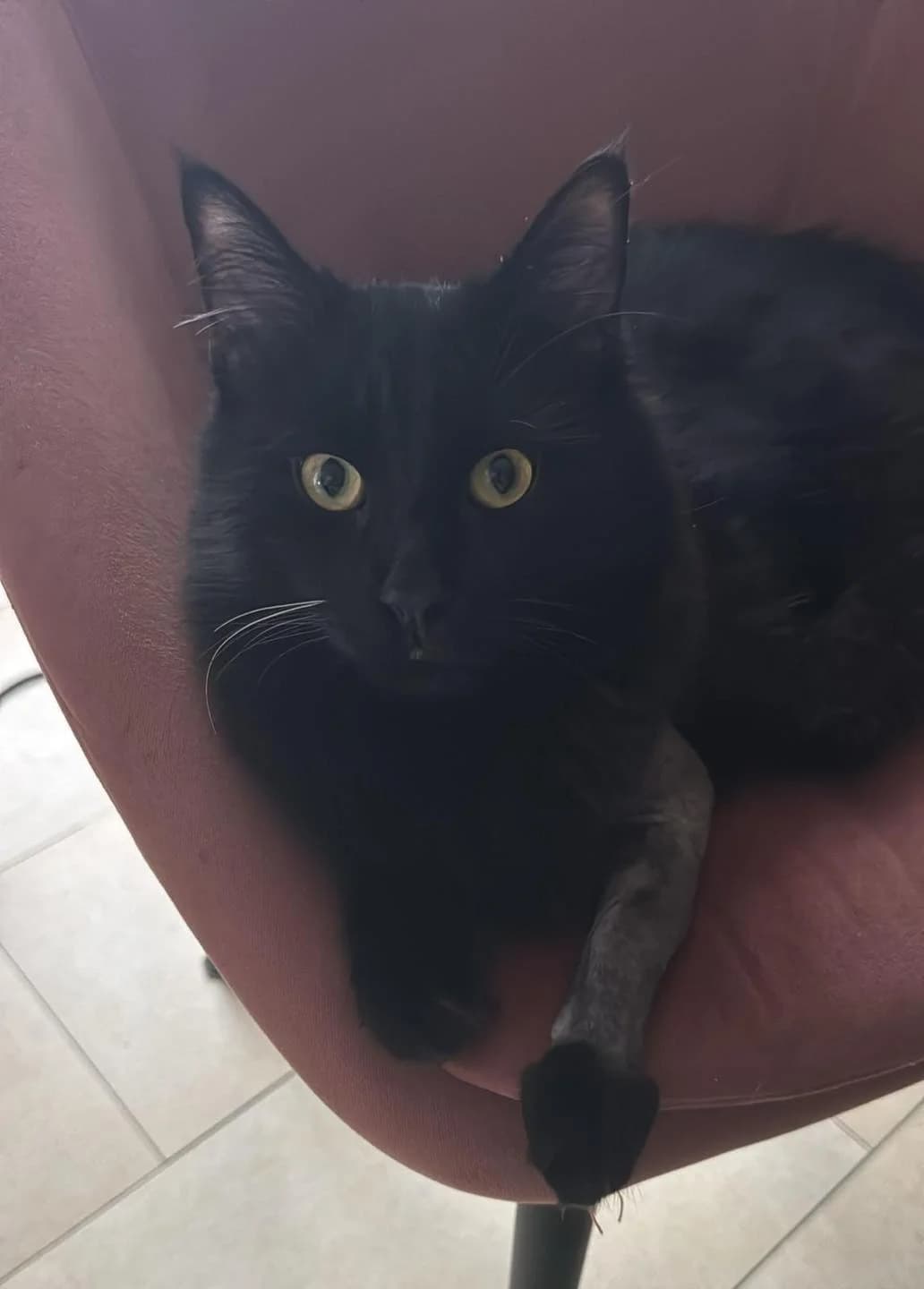 Zephyr, Mixed Breed for adoption at Les Chats du Mercantour, les chats du mercantour