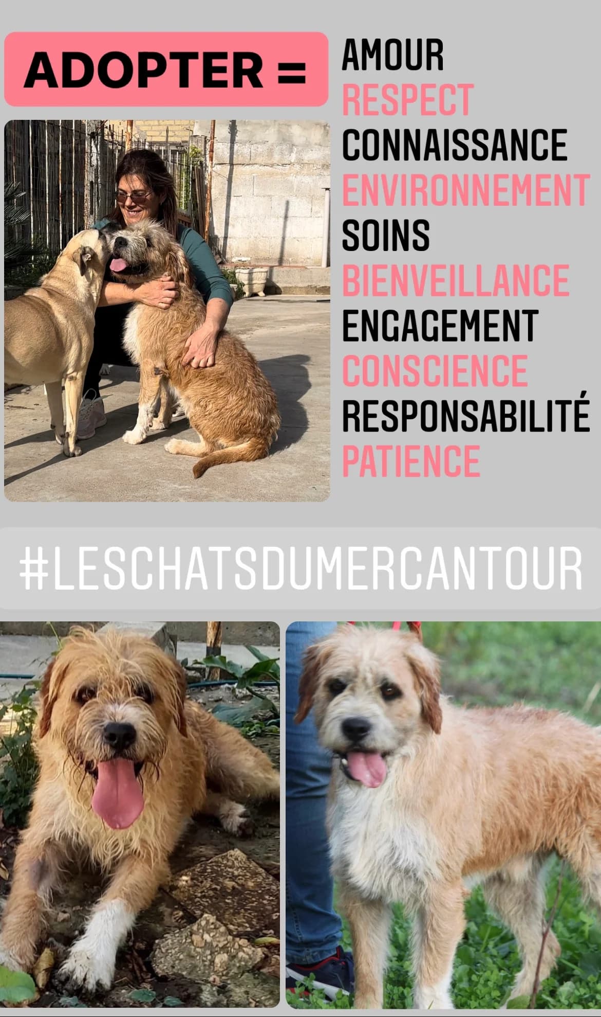 Descriptif & Conditions d'Adoption, Mixed Breed for adoption at Les Chats du Mercantour, les chats du mercantour